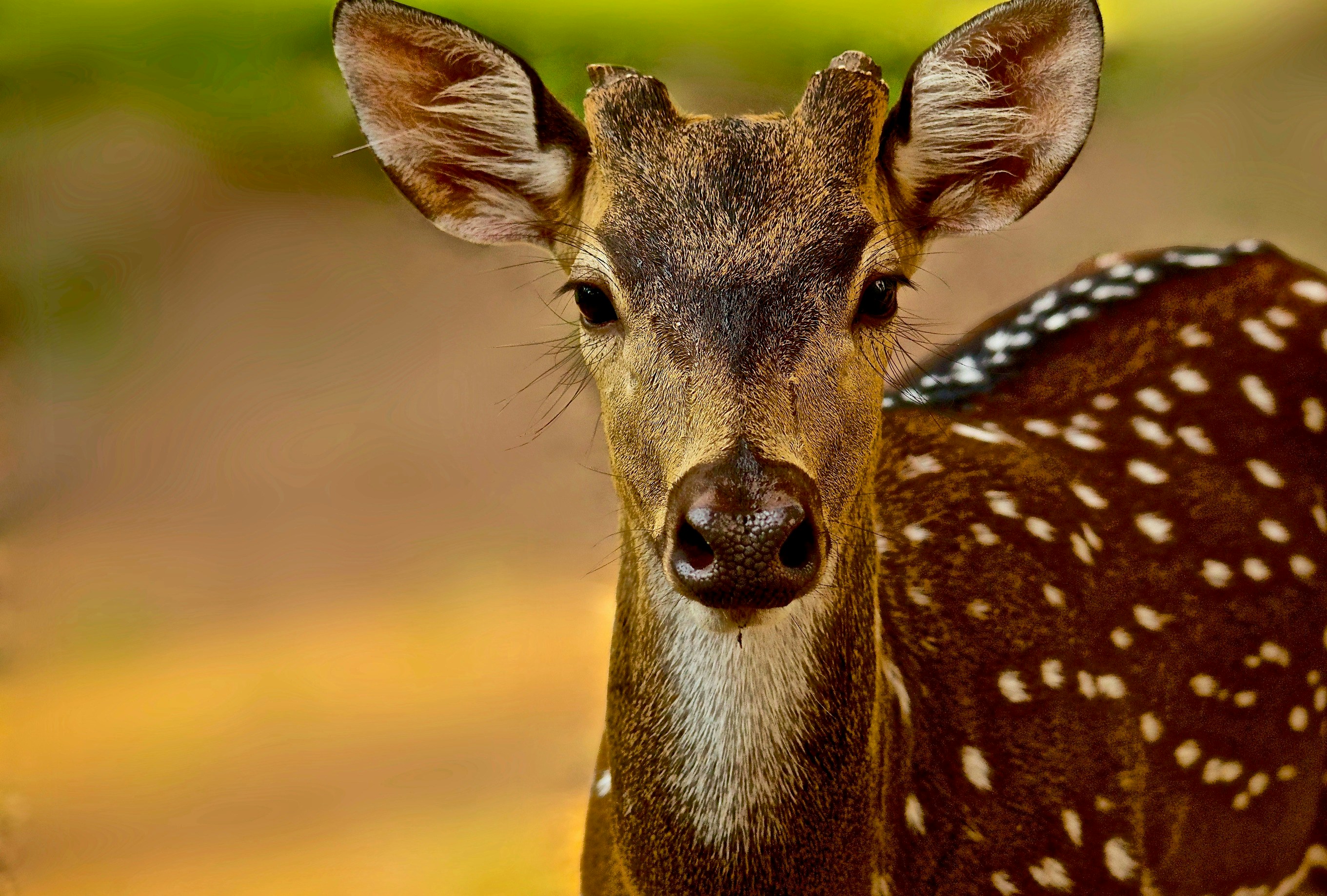 Photo by nilugunaratne