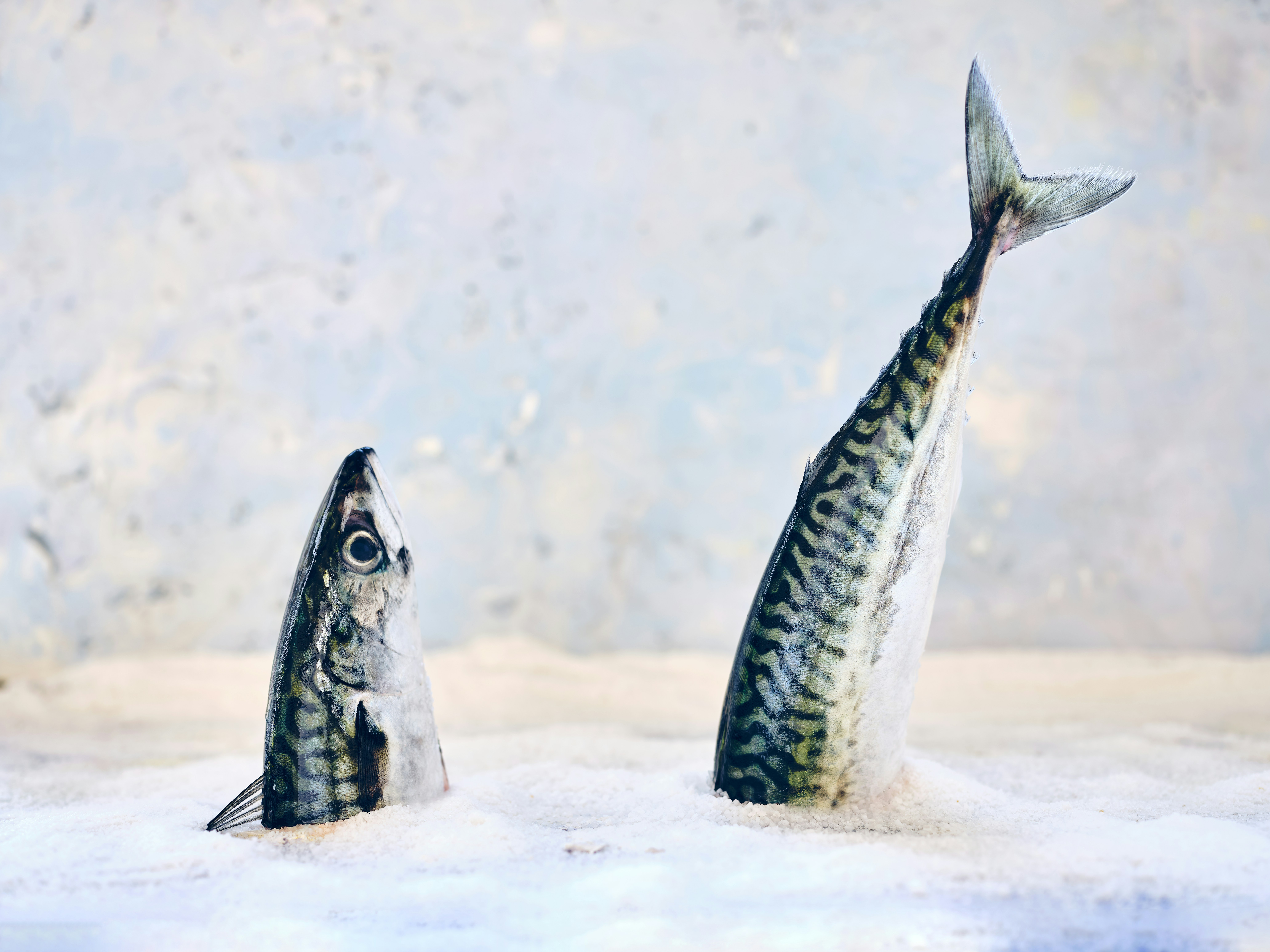 Image of fresh fish and seafood