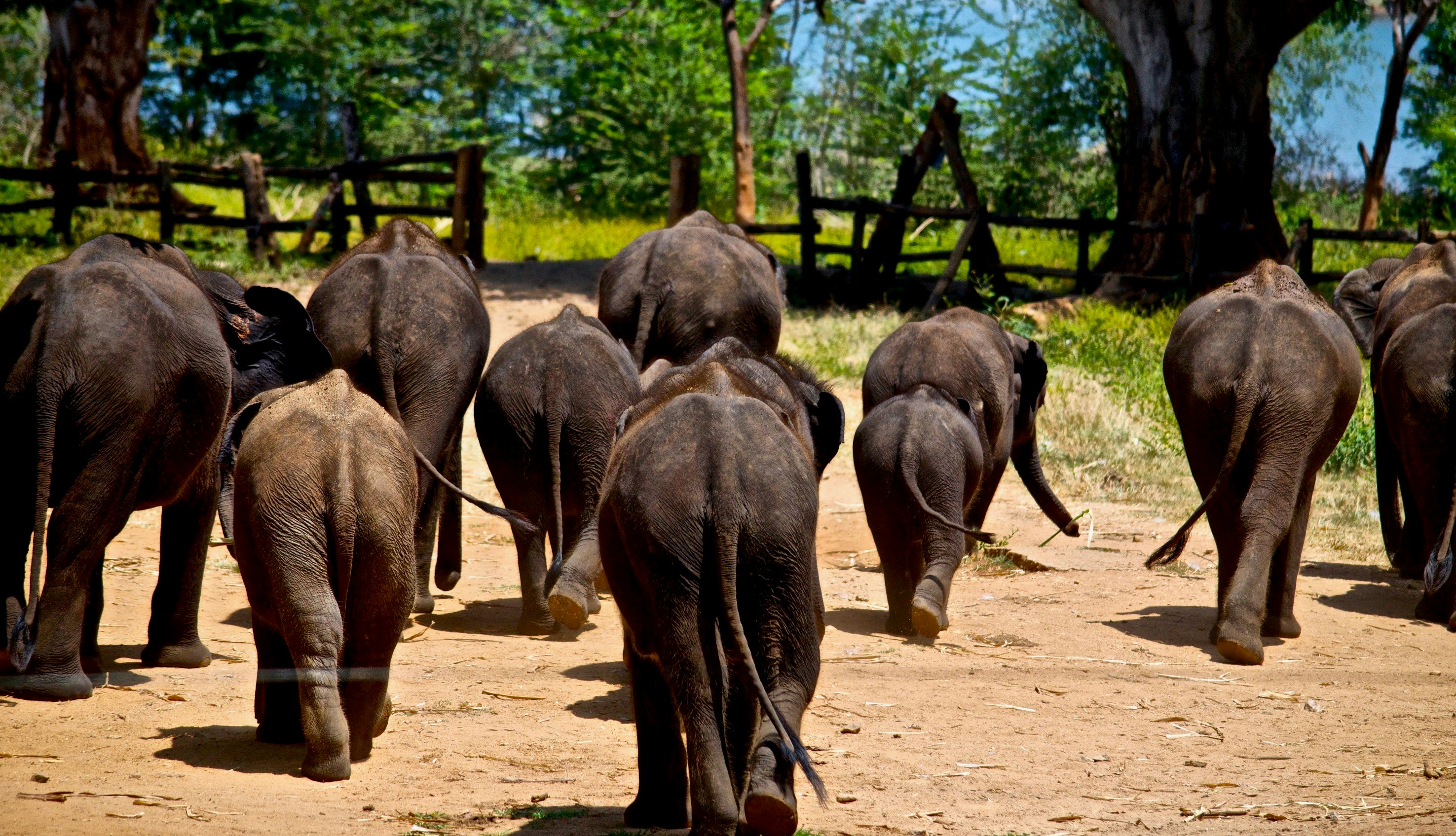 Photo by nilugunaratne