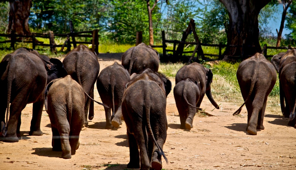 group of elephants on brown field during daytime