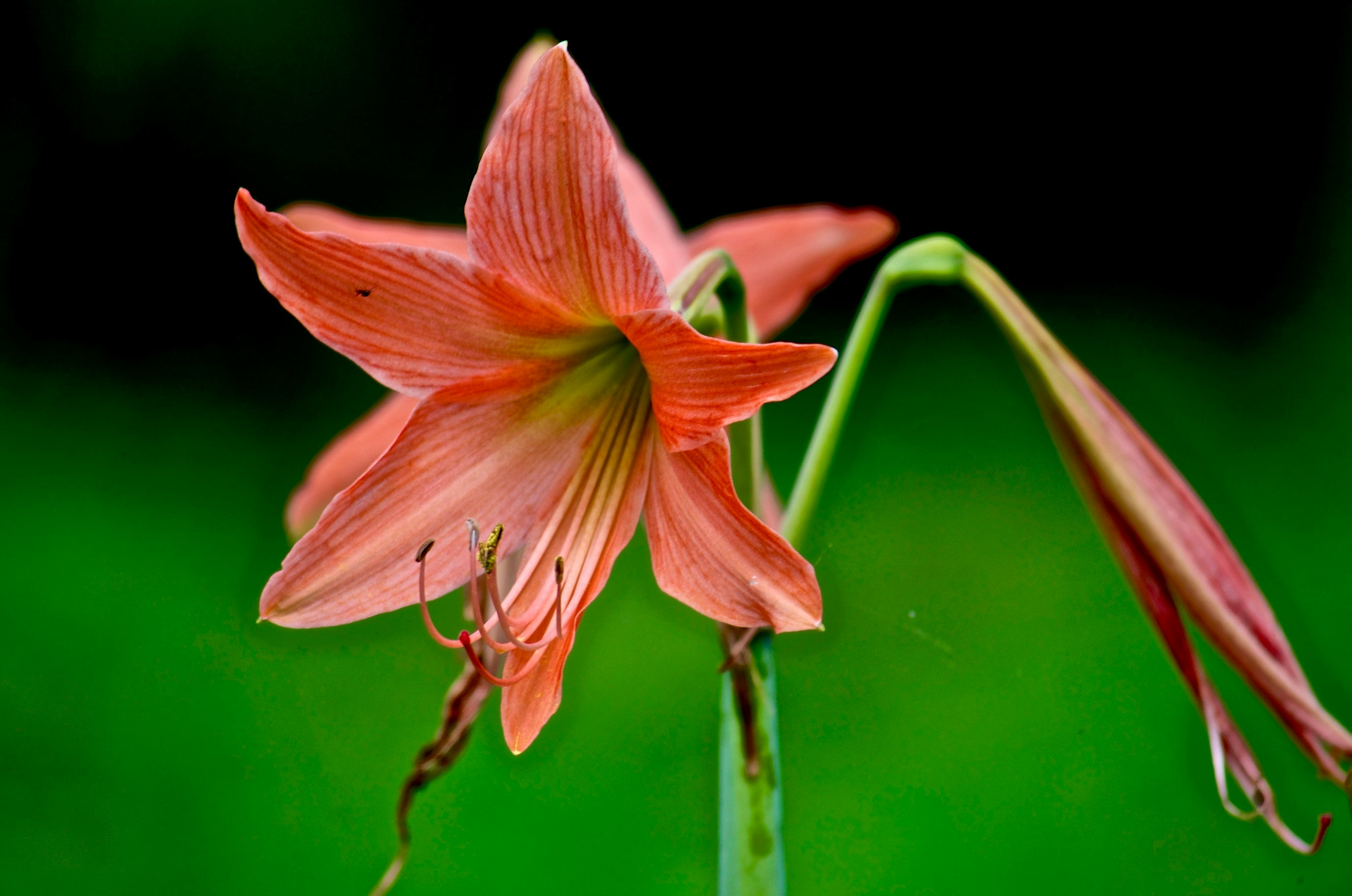 Photo by nilugunaratne