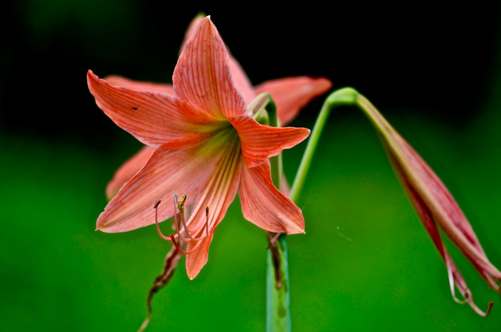 pink flower in macro shot