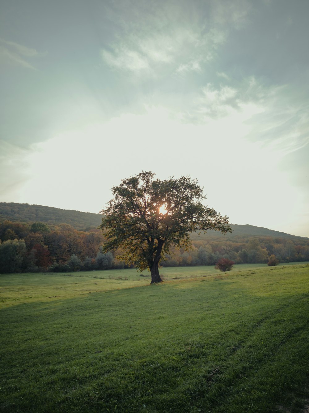 green grass field with tree under white clouds during daytime