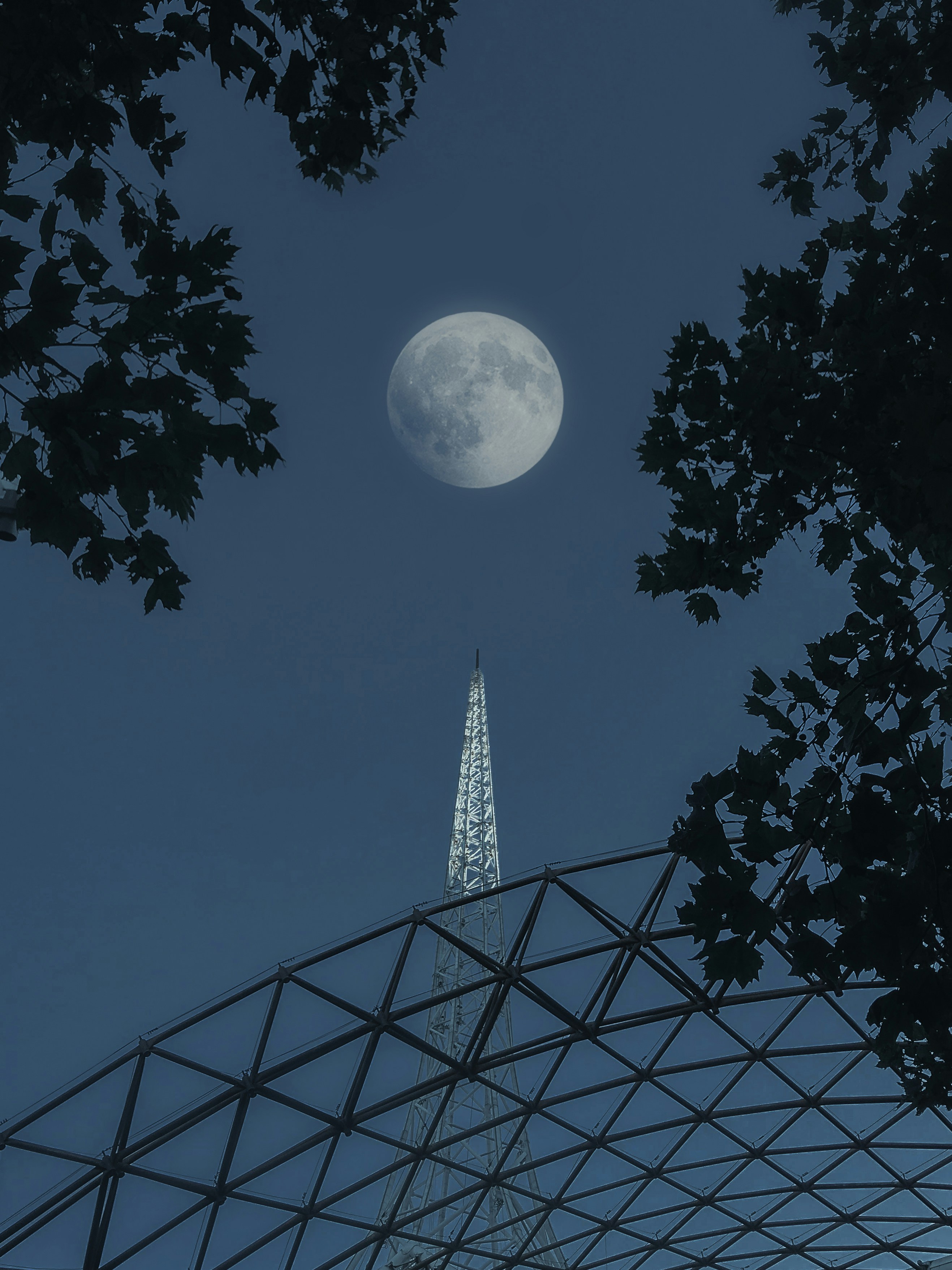 full moon over the trees