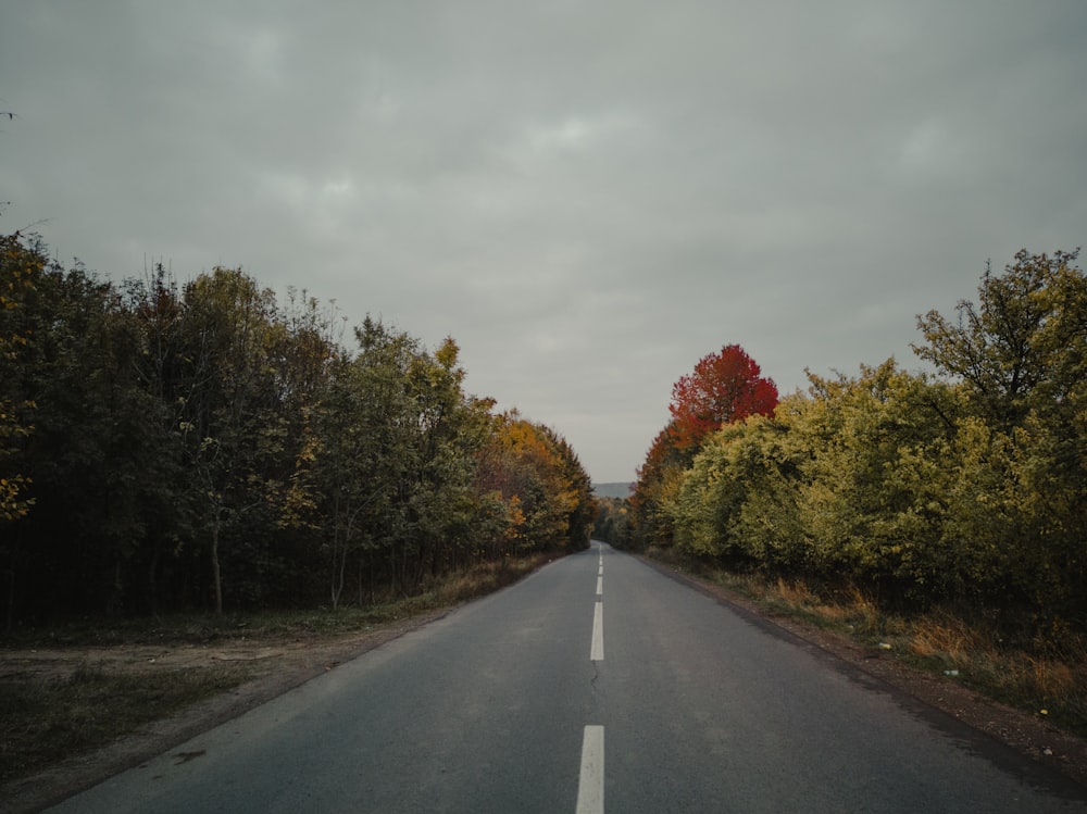 gray concrete road between green and brown trees under gray sky during daytime