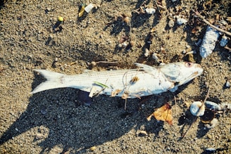 white fish on brown soil