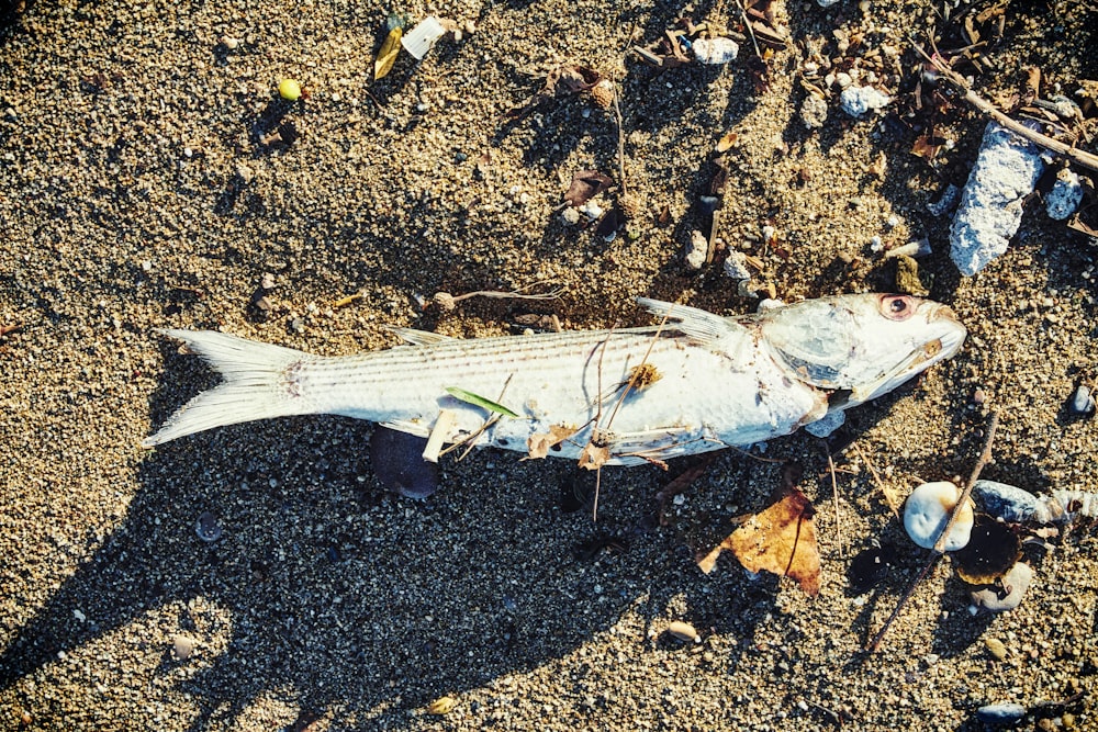 white fish on brown soil