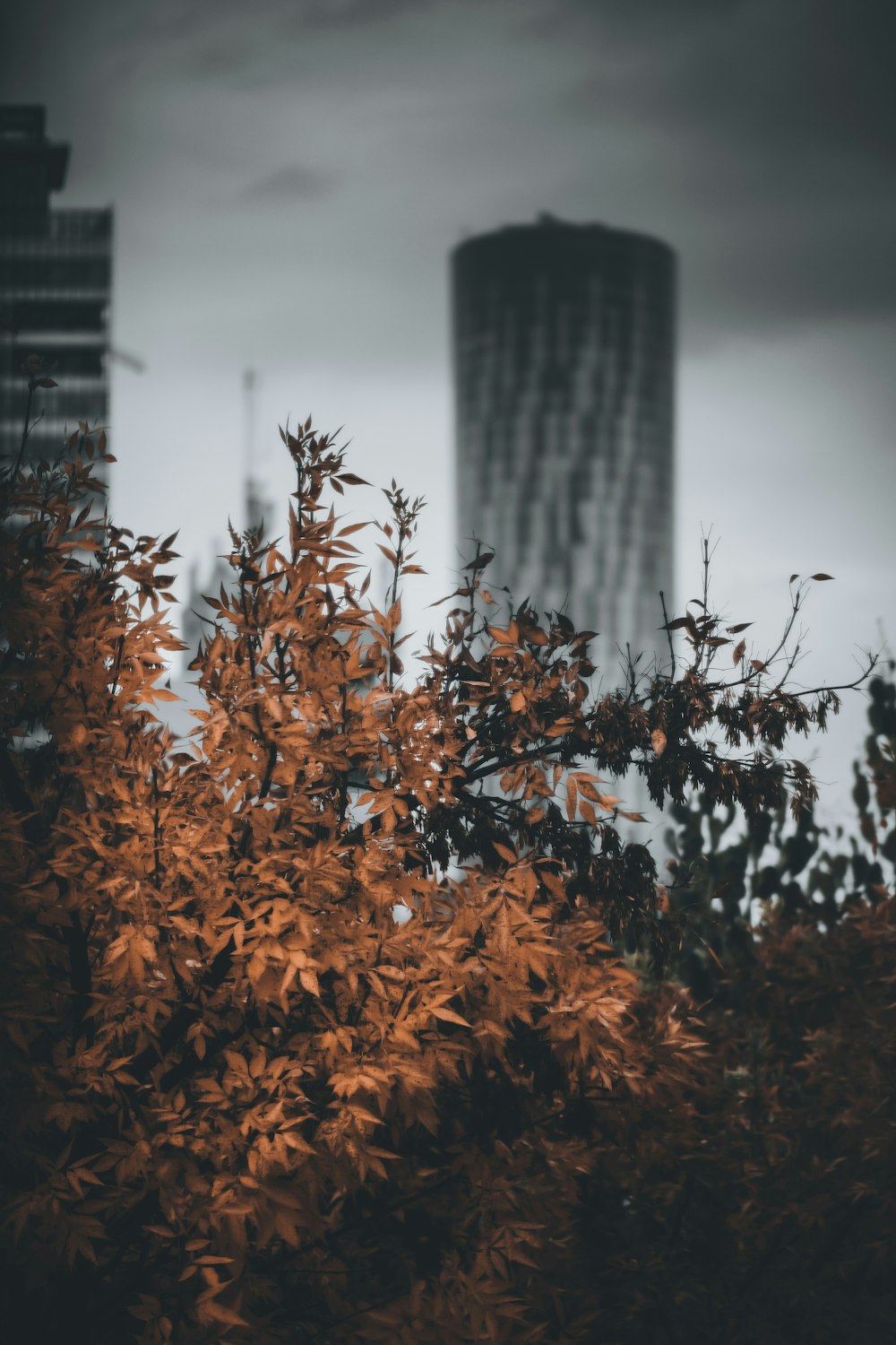 brown leaves on brown tree trunk