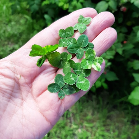 A human hand is holding several green clover plants, including a rare four-leaf clover. The clovers are vibrant and varied in shades, with the background showing more green foliage and grass.