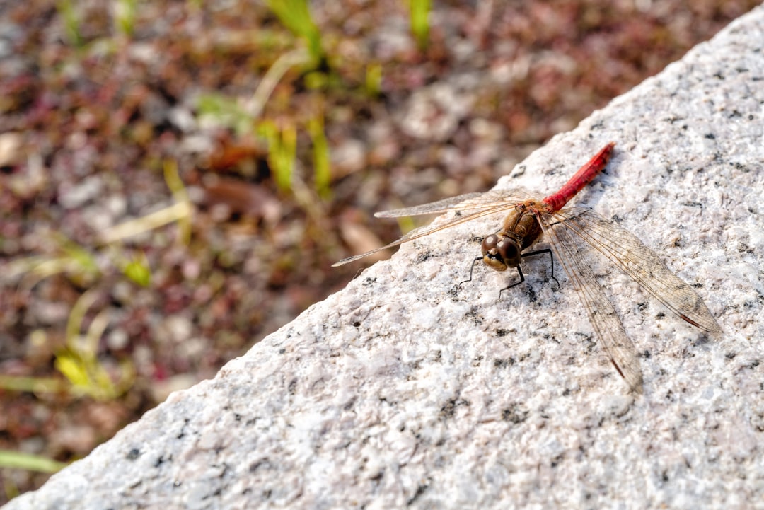 brown and black dragonfly on gray rock during daytime