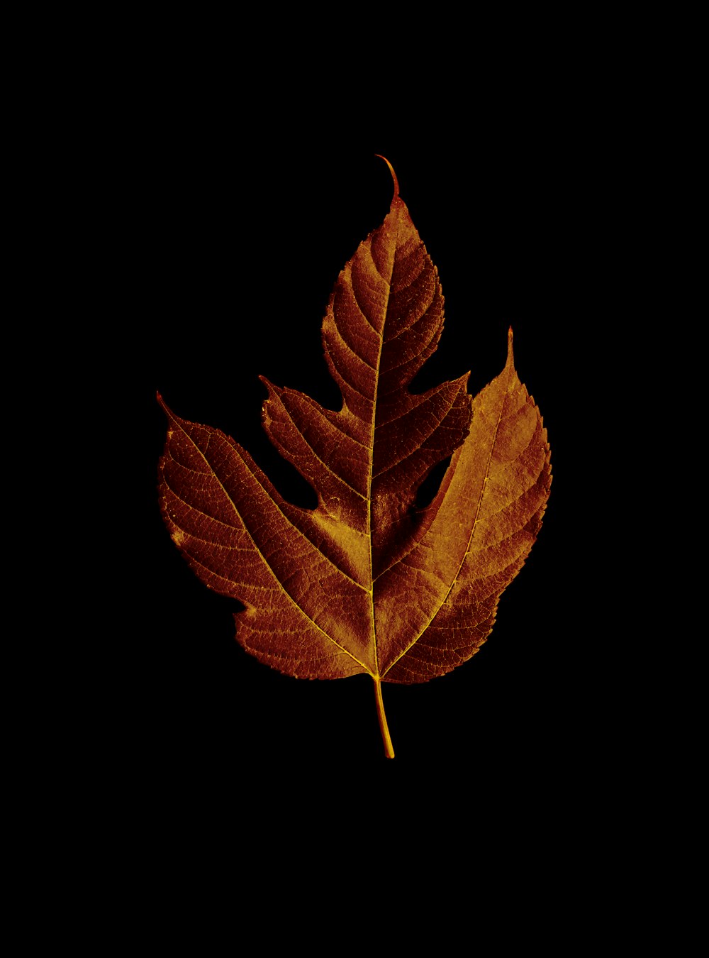 brown and green leaf on black background