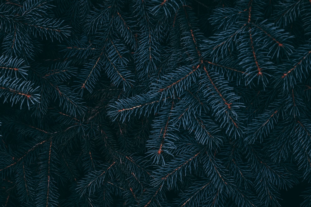 pino verde con foglie rosse