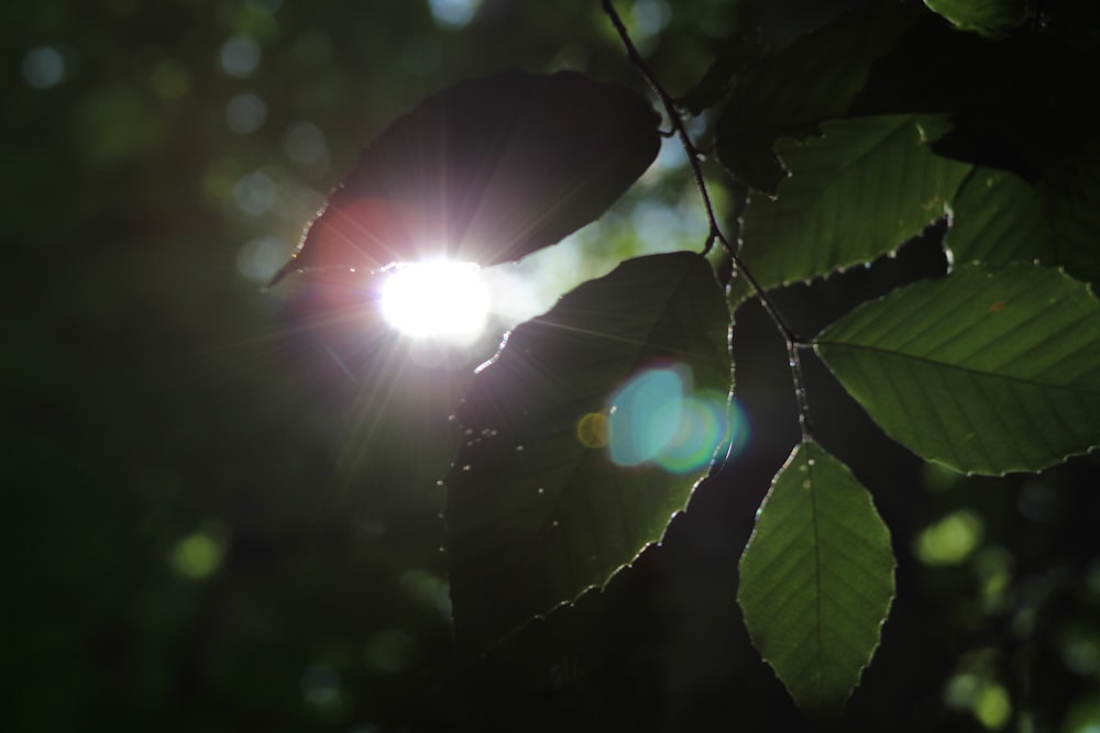 green leaves with sun rays