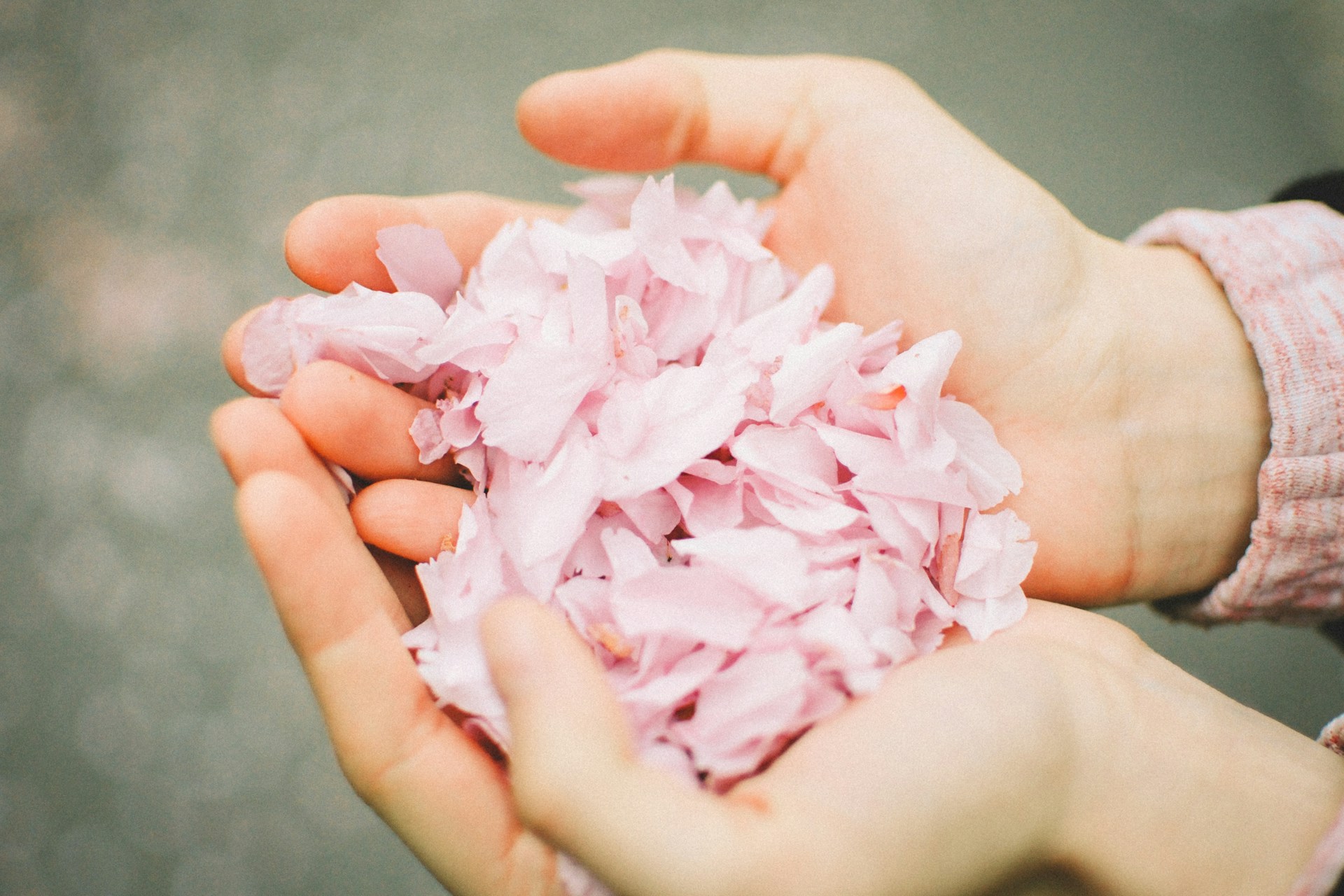 pink petals on persons hand