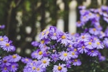 purple and white flowers in tilt shift lens