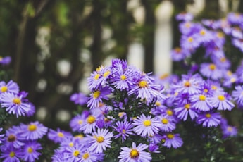 purple and white flowers in tilt shift lens