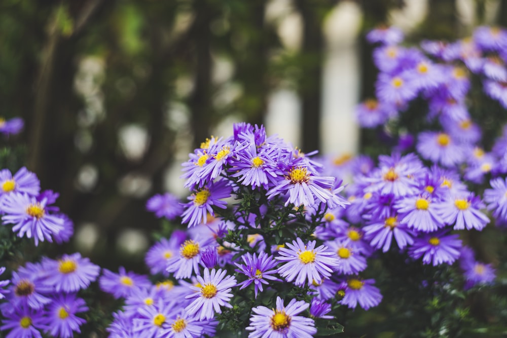 purple and white flowers in tilt shift lens