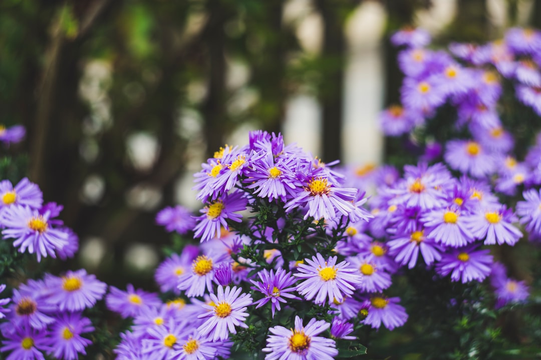 purple and white flowers in tilt shift lens