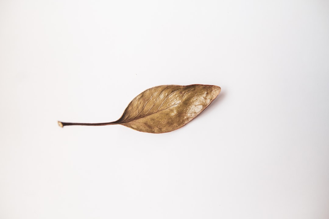 brown leaf on white surface