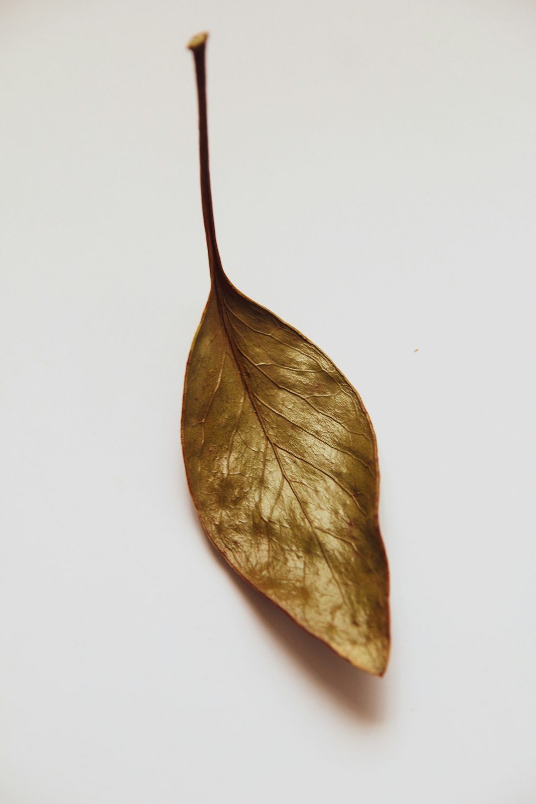 brown and green leaf on white surface