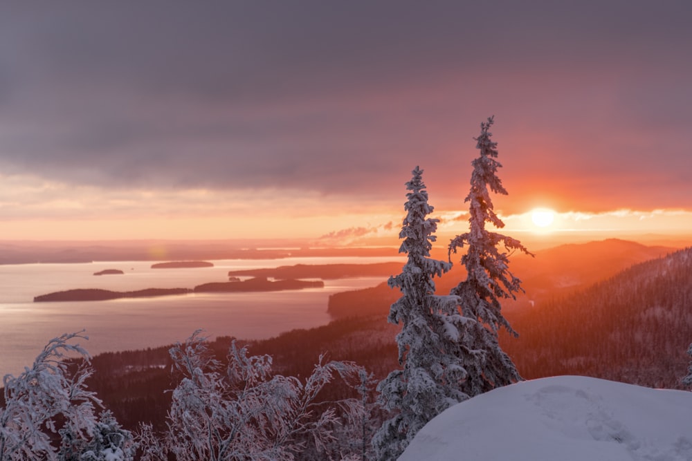 snow covered trees during sunset