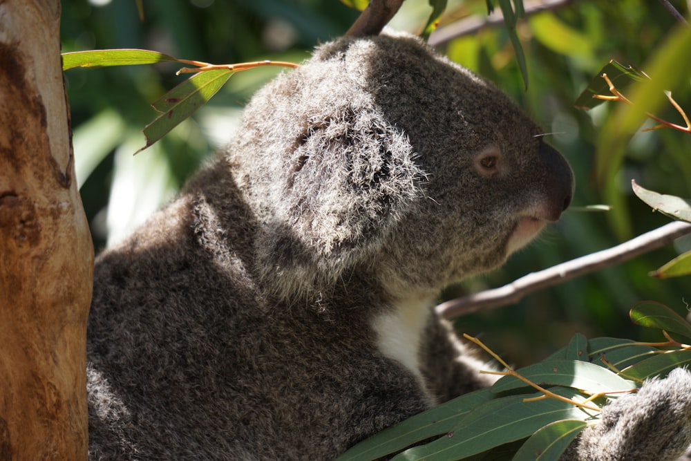 Oso koala en la rama de un árbol durante el día