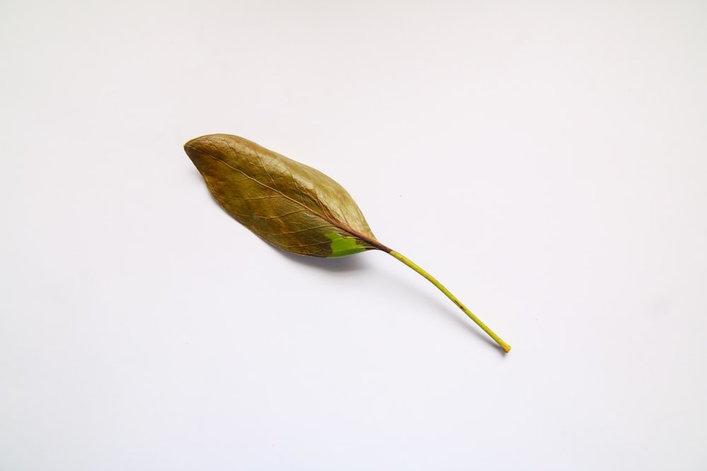 yellow and green leaf on white surface