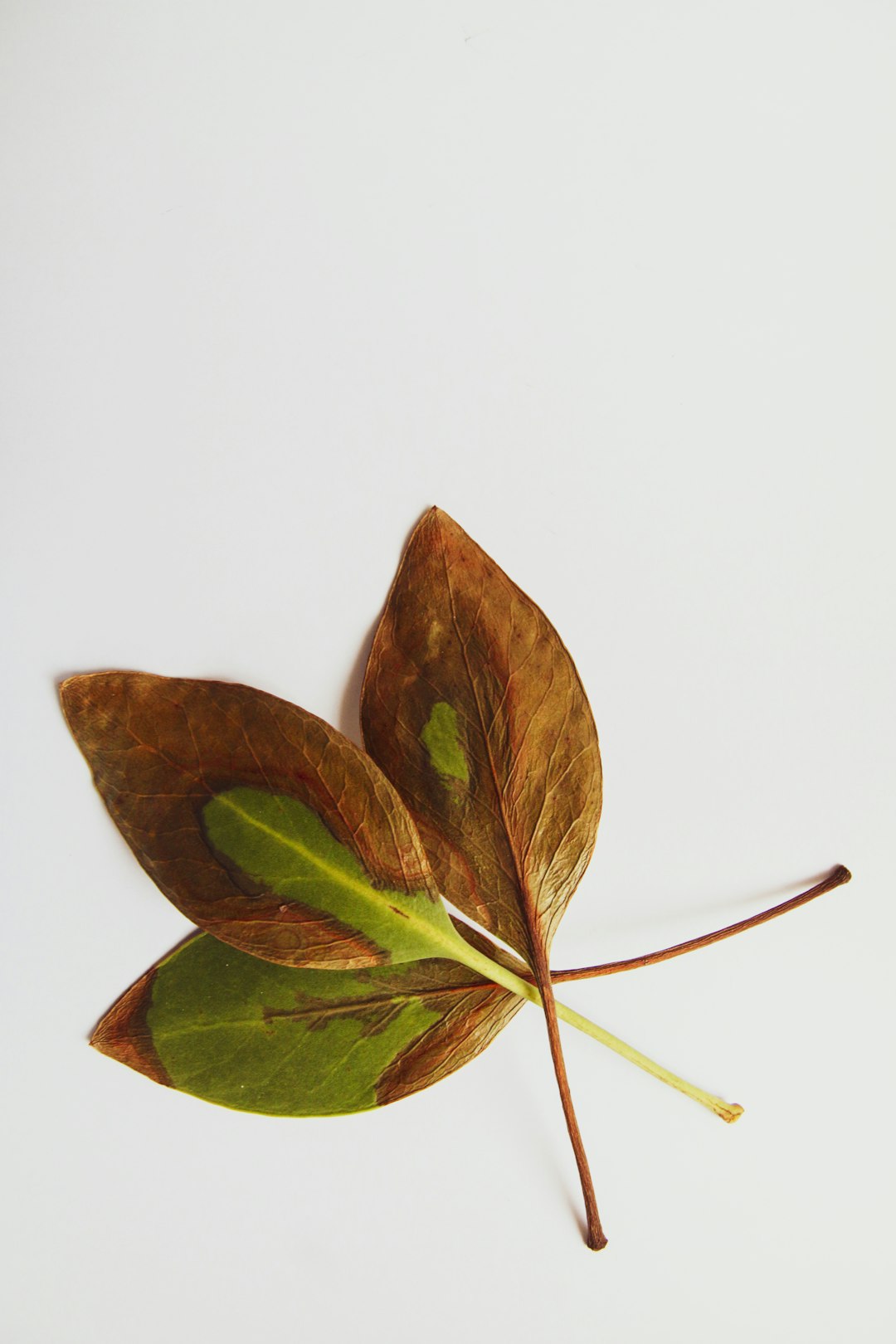 brown and green leaf on white background