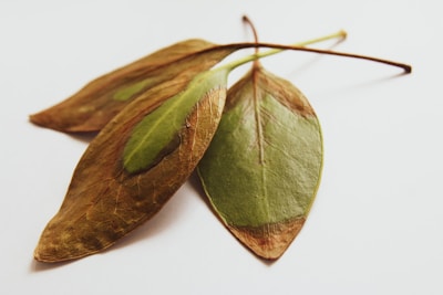 A group of three leaves with visible signs of drying. The leaves have a brownish hue on the edges, with patches of green remaining in the center. The texture of the leaves appears rough, and they are arranged to slightly overlap each other on a white surface.