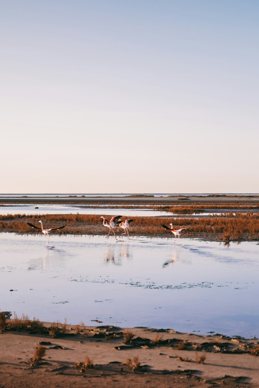 brown grass on body of water during daytime