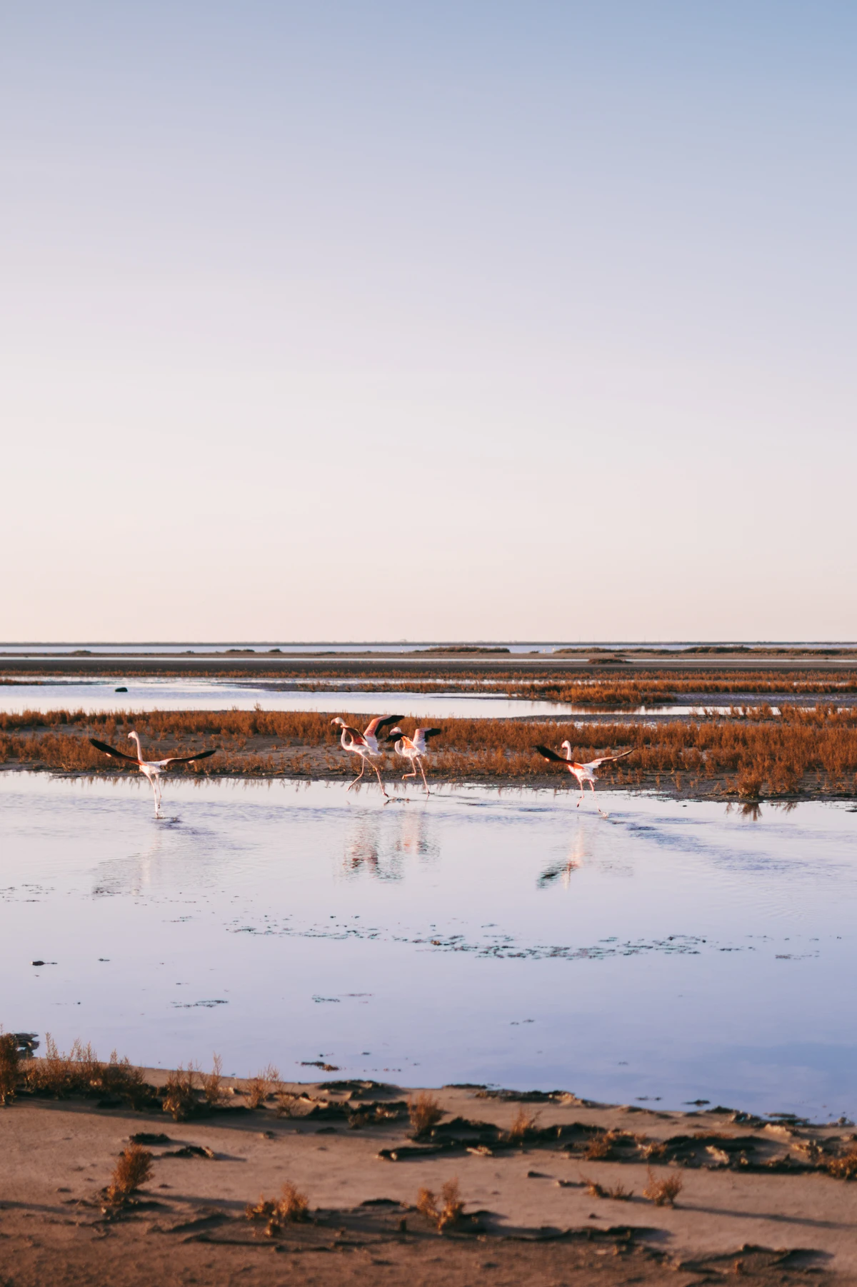 Marais de Camargue