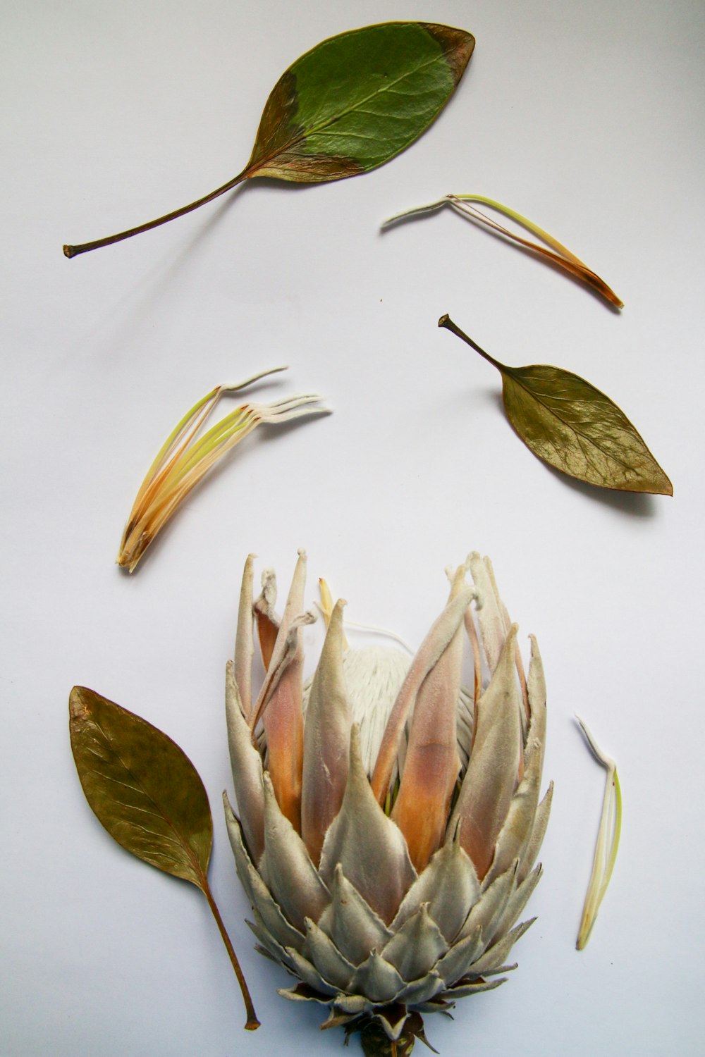 brown and white leaves on white surface