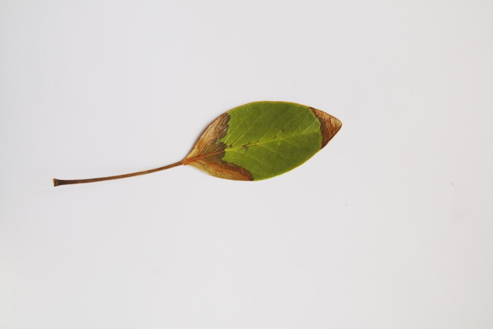 green and brown leaf on white surface