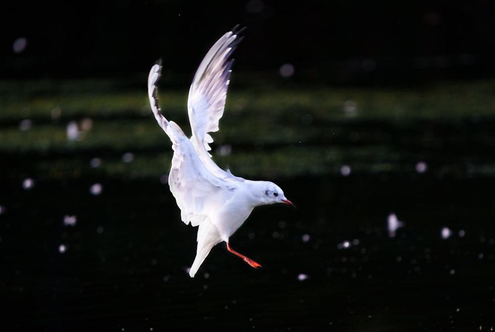 pájaro blanco volando durante el día