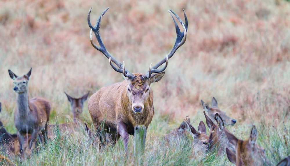 brown deer on green grass during daytime