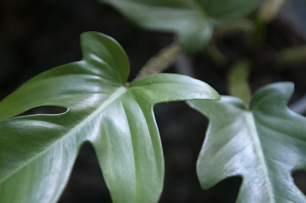 Close-up of a philodendron squamiferum leaf