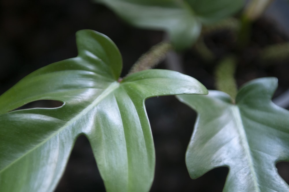 クローズアップ写真の緑の葉の植物