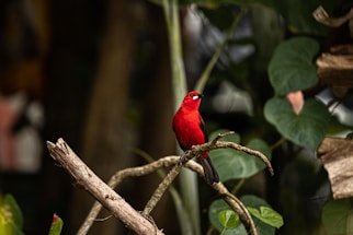 red cardinal perched on brown tree branch
