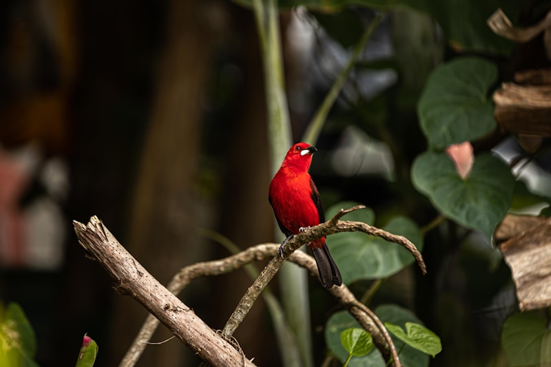 Amazonas