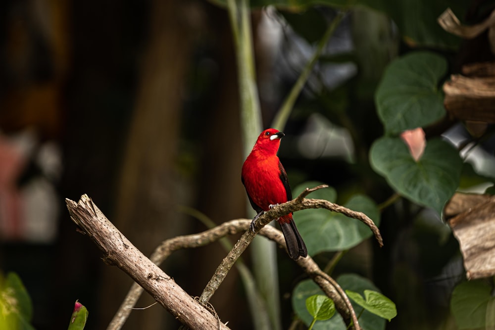 red cardinal perched on brown tree branch