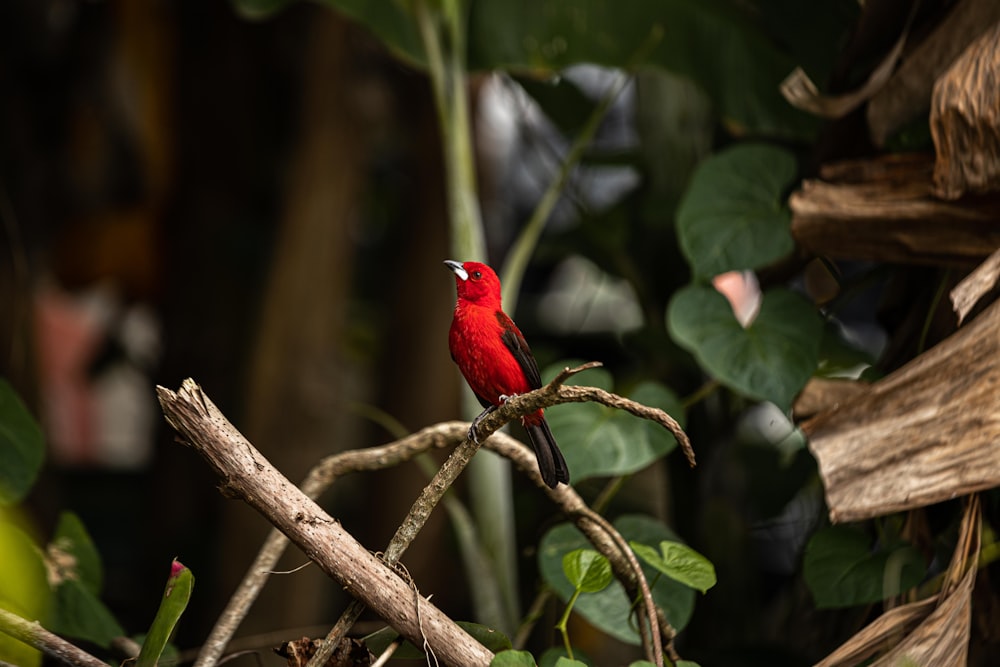 red cardinal bird perched on brown tree branch during daytime