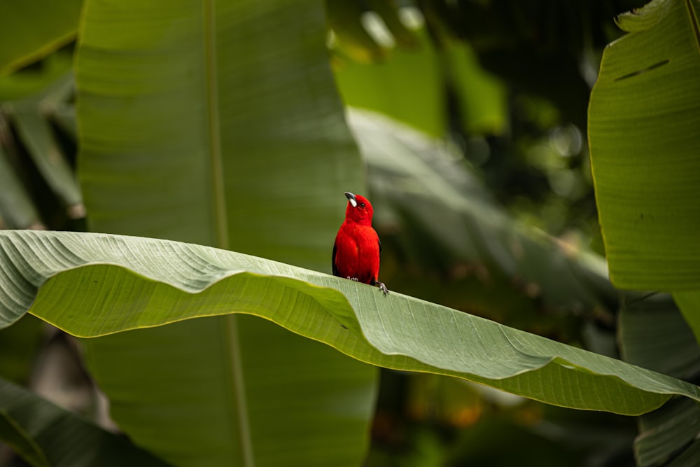 red cardinal bird on green leaf