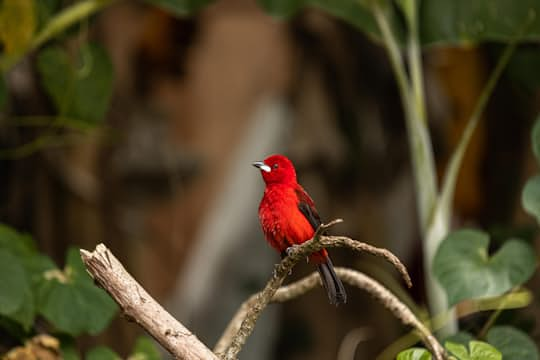 Cardinal