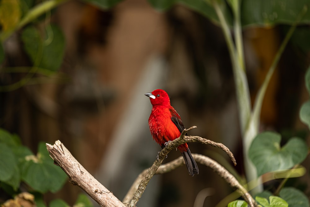Roter Kardinal sitzt auf braunem Ast