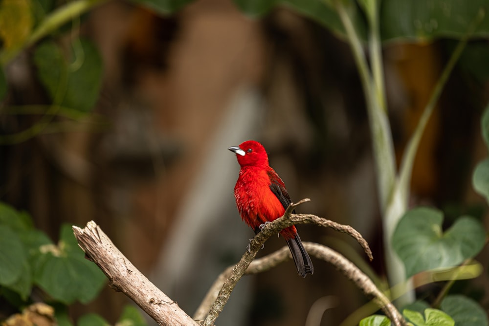 red cardinal perched on brown tree branch