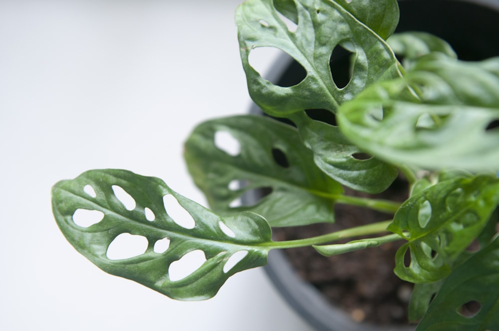 green plant on white ceramic pot