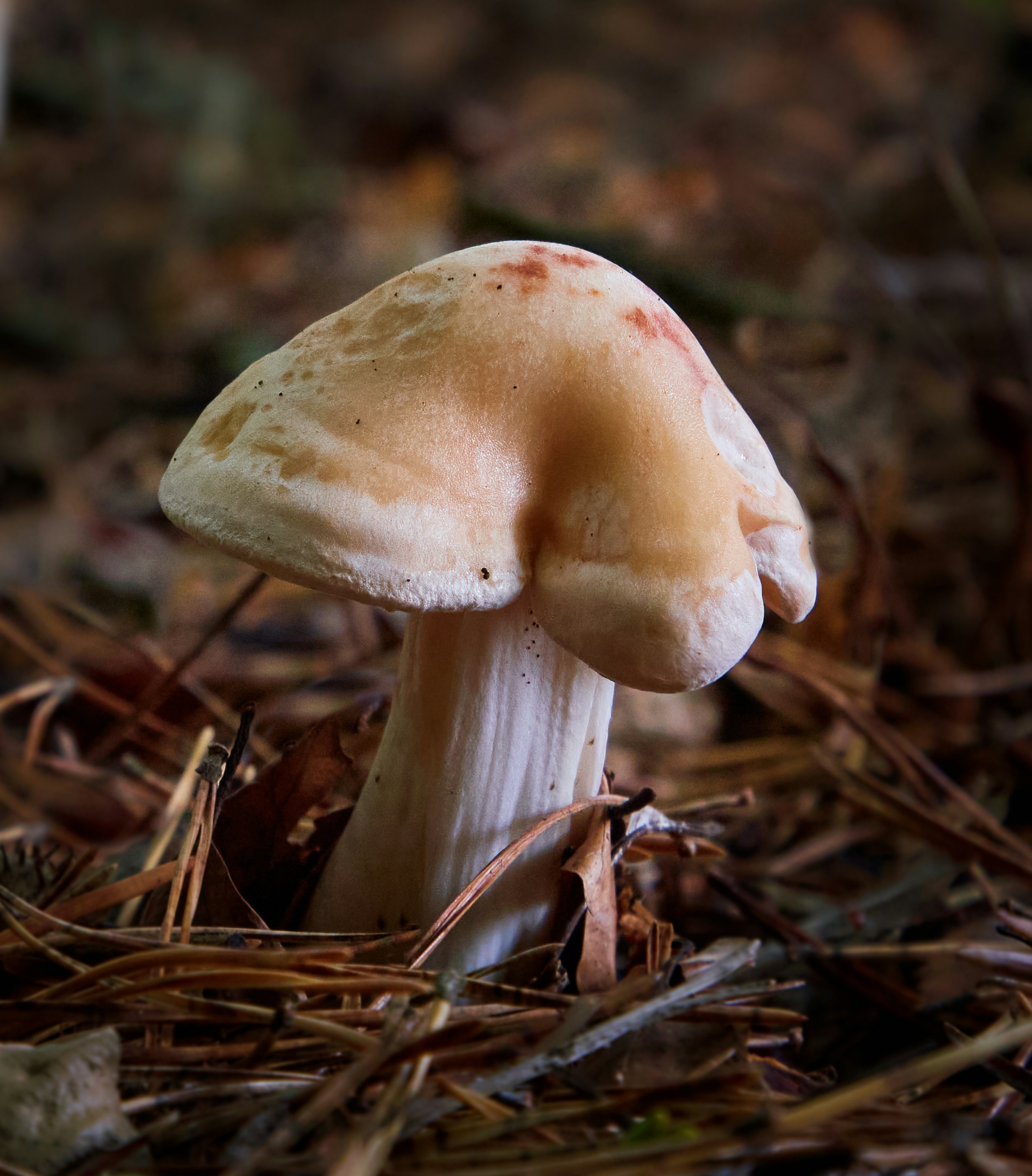 Photo by brookhavenimages