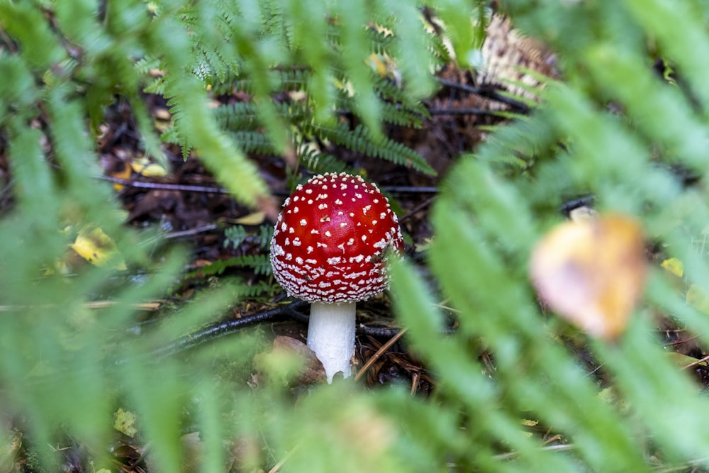 red and white mushroom on green fern plant