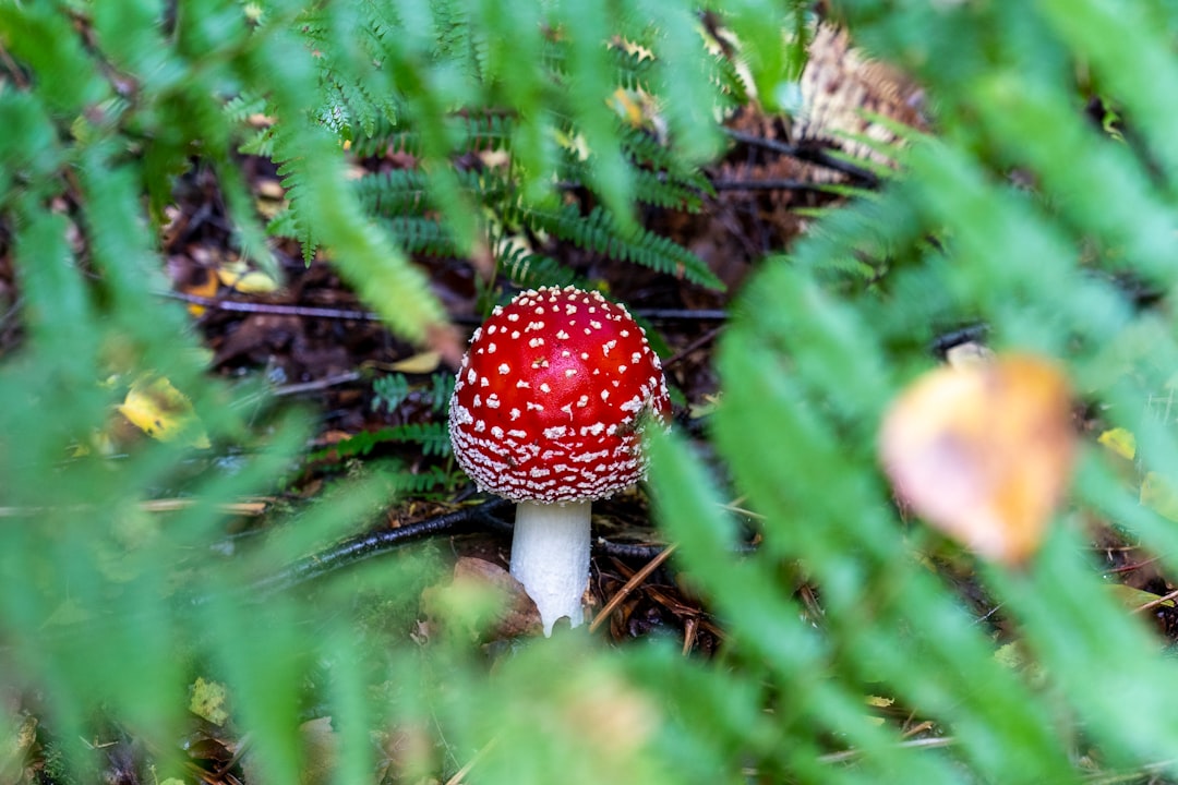 red and white mushroom on green fern plant