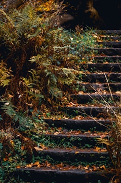 brown dried leaves on black concrete stairs